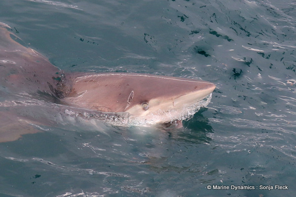 Bronze Whaler Shark, South Africa
